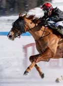 the-horse-conqueror-image