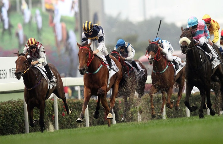 Five horses competing in a race